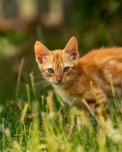 Baby cat playing on a summer day.