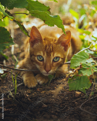 Small cat in the shadows of the forest staring intently