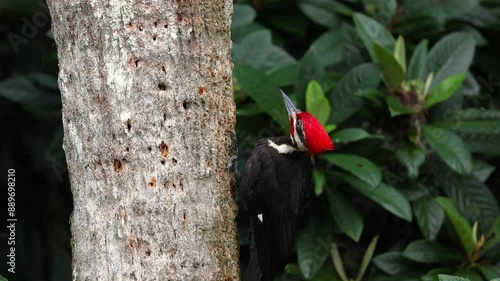 Pileated woodpecker feeding on a tree