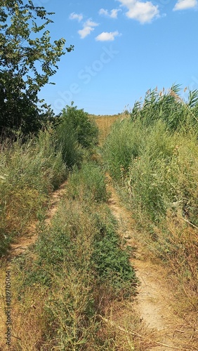 path in the forest