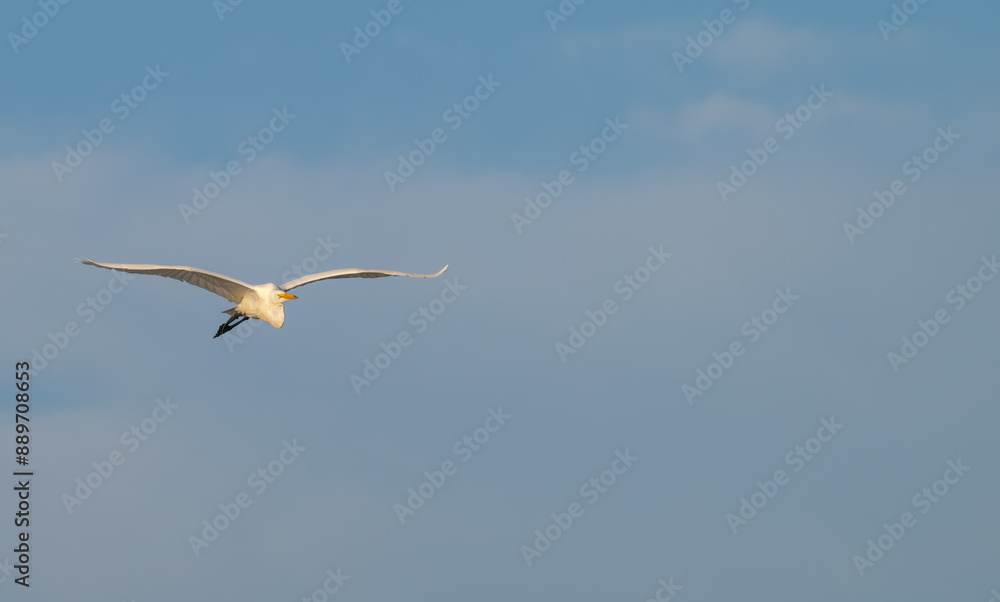 Fototapeta premium Great egret, or white heron, flying against a blue sky with clouds.
