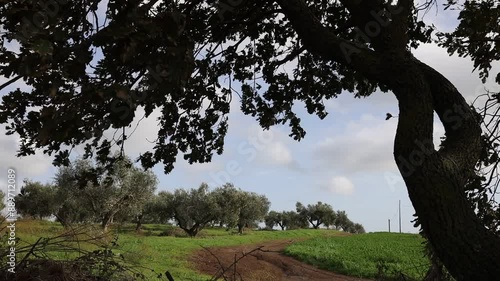 Windy rural field of trees. Italian countryside orchard. Stop motion moving image clip mp4.