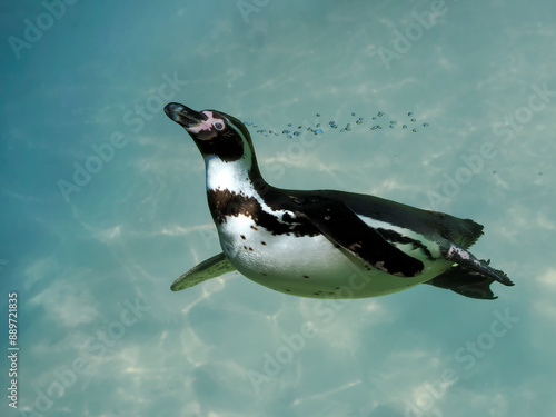 Humboldt penguin (Spheniscus humboldti) swimming under blue water by making strings of bubbles 