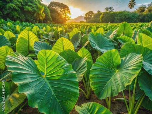 Vibrant green taro plants with large elephant ear-shaped leaves grow in a lush field, bathed in warm sunlight, surrounded by lush foliage in a serene garden.