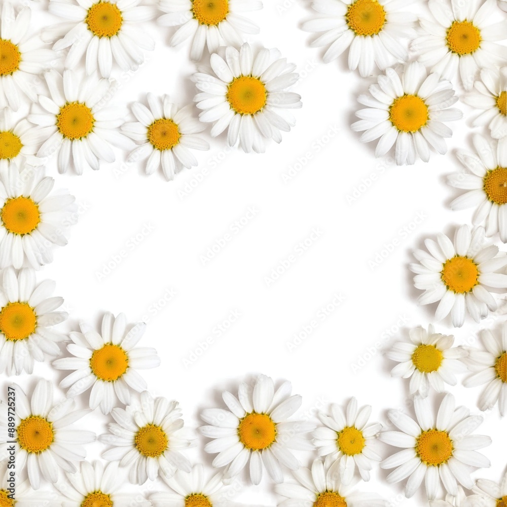 Fototapeta premium Chamomile flowers collection on white. Set of colorful Chamomile or Daisy flowers background, top view. Floral pattern.