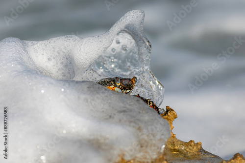 A Sally Lightfoot Crab surrounded by a wave that appears to be a swimmer taken in Akumal Bay Mexico. photo