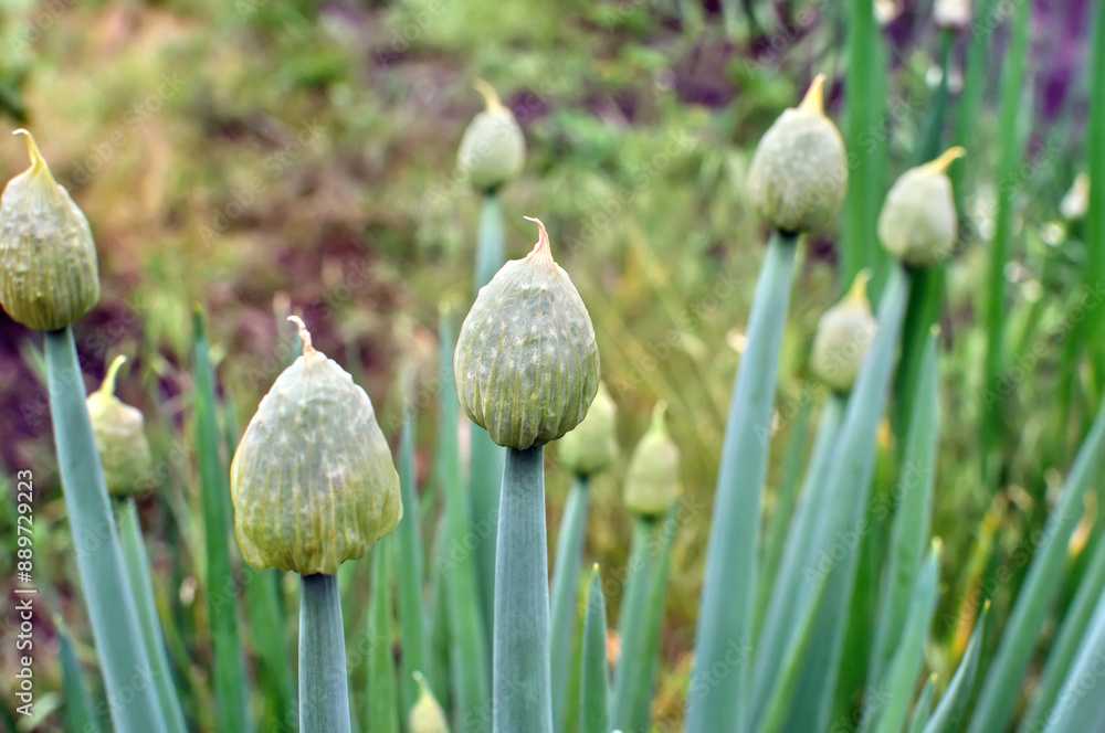 growing green onion plantation for seeds in the vegetable garden at the summertime growing green onion plantation for seeds in the vegetable garden at the summertime