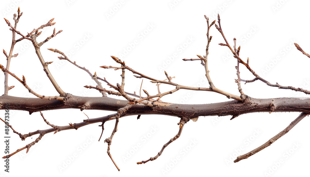 Dry branches Twigs isolated on white background Dry branches Twigs isolated on white background
