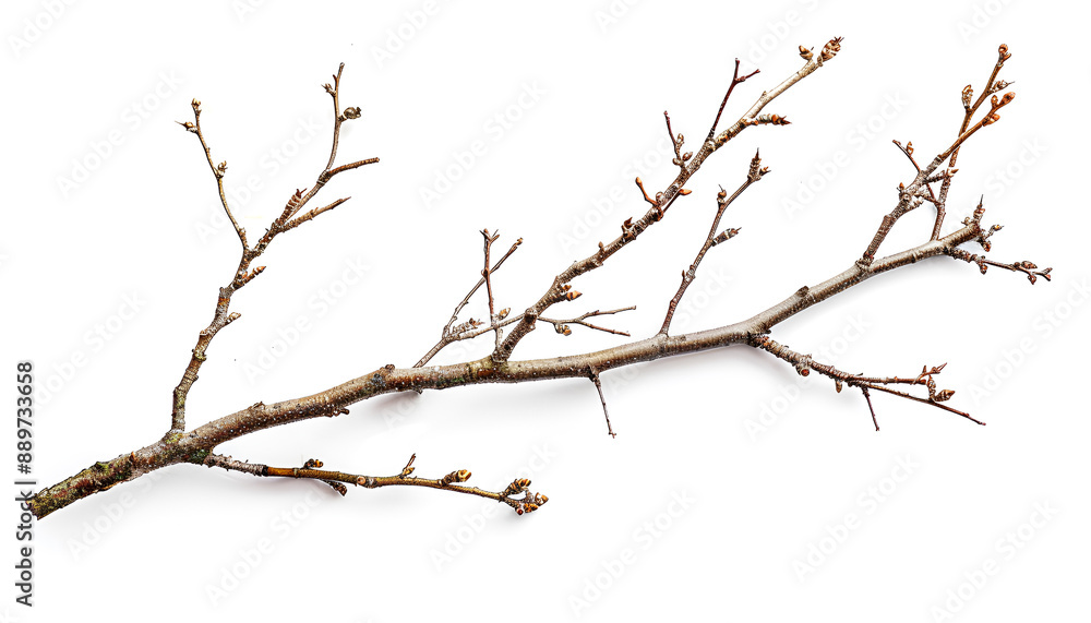 Dry branches Twigs isolated on white background Dry branches Twigs isolated on white background
