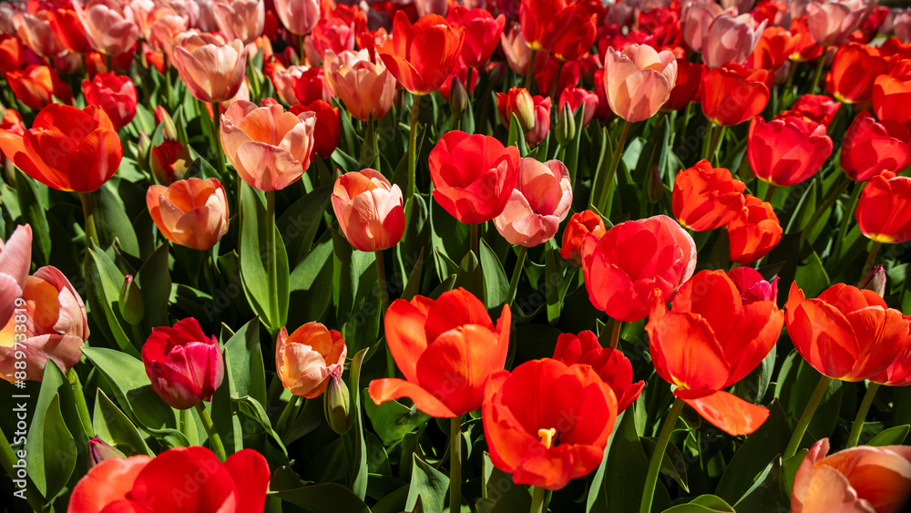 Obraz premium Top view of large bed of pink and red tulips in full bloom; tulips are symbols of happiness, love, joy, romance and well wishes