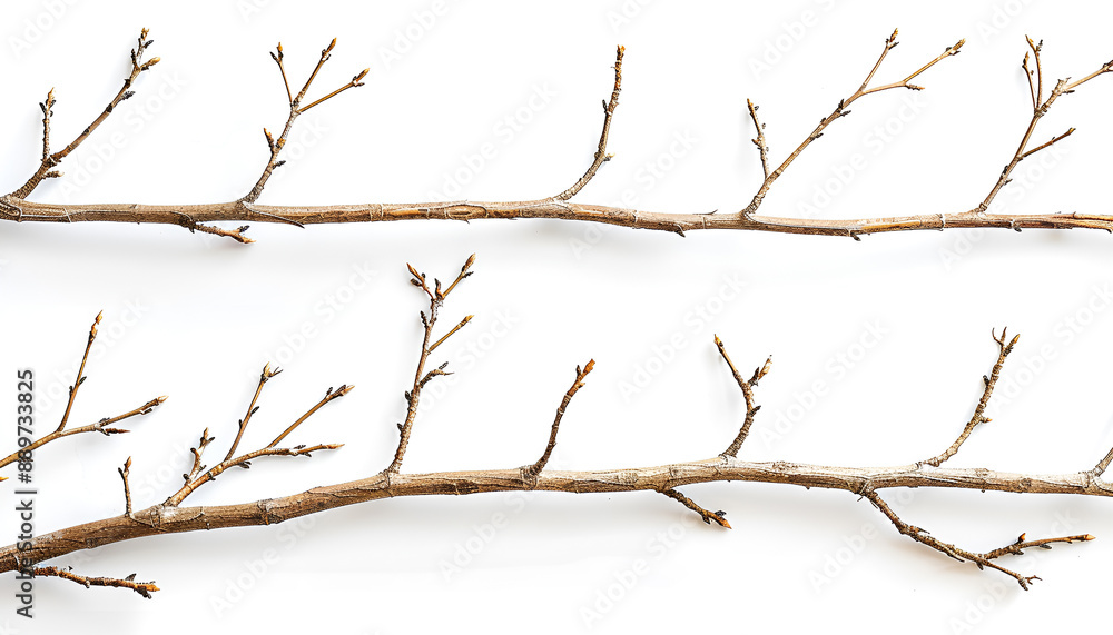 Dry branches Twigs isolated on white background Dry branches Twigs isolated on white background