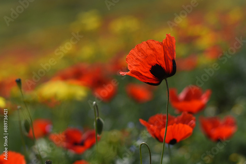 Wallpaper Mural Red poppy (Papaver rhoeas) field landscape, selective focus. Closeup of blooming poppies, low angle shot, natural floral background, Armenia. Torontodigital.ca