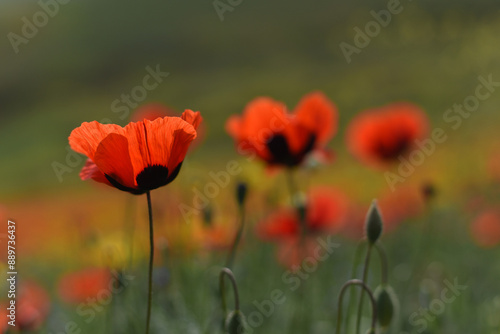 Red poppy (Papaver rhoeas) field landscape, selective focus. Closeup of blooming poppies, low angle shot, natural floral background, Armenia.