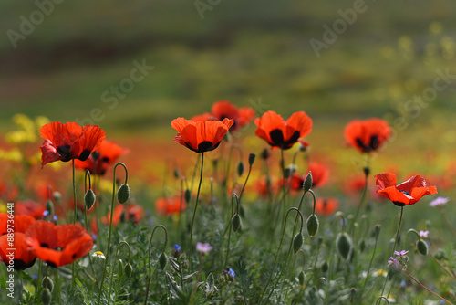 Red poppy (Papaver rhoeas) field landscape, selective focus. Closeup of blooming poppies, low angle shot, natural floral background, Armenia.