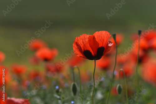 Red poppy (Papaver rhoeas) field landscape, selective focus. Closeup of blooming poppies, low angle shot, natural floral background, Armenia.
