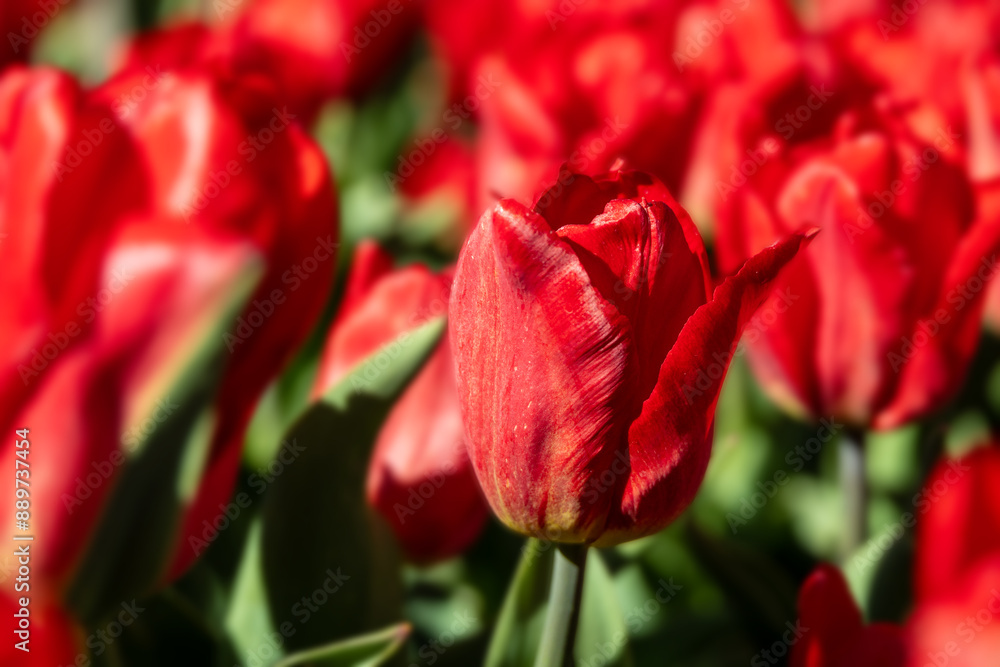 Bright red tulips in a large flower bed; tulips are symbolic of happiness, love, joy, and well wishes; concepts of spring, romance, and festivals Bright red tulips in a large flower bed; tulips are symbolic of happiness, love, joy, and well wishes; concepts of spring, romance, and festivals