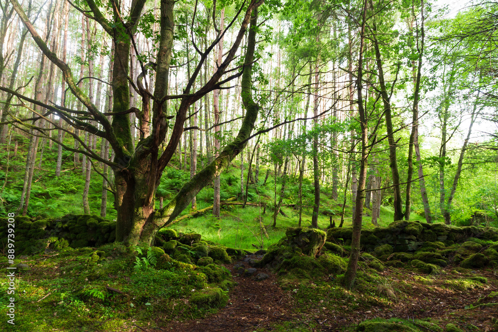 Naklejka premium A remote forest trail in the Scottish Highlands