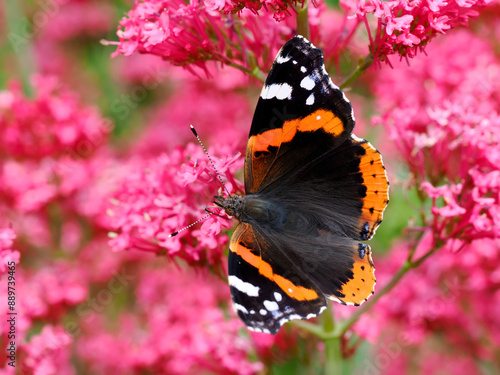 Close-up red admiral butterfly (Vanessa atalanta) gathers on red valerian flower seen from above