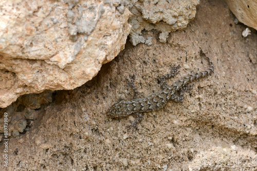 Ägäischer Nacktfinger, Ägäischer Nacktfinger-Gecko // Kotschy's gecko (Mediodactylus kotschyi) - Milos, Greece photo