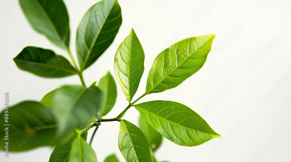Close-Up of Fresh Green Leaves in Natural Light Close-Up of Fresh Green Leaves in Natural Light