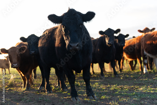 Group of young black and brown steers in the meadow and mountains