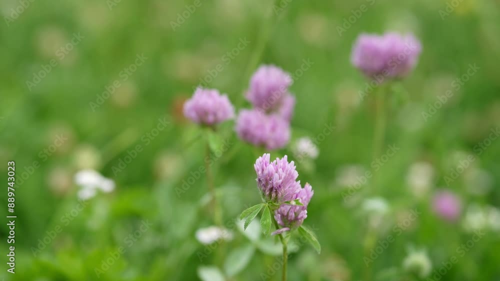 Red clover (Trifolium pratense). Blooming red clover (Trifolium pratense) in the meadow. Red clover (Trifolium pratense). Blooming red clover (Trifolium pratense) in the meadow.