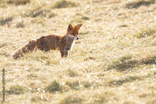 Fuchs maust in gemähter Wiese photo