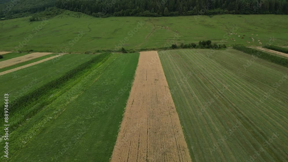 Aerial drone view of agricultural land with fields and view on mountains. Footage of the rural countryside with many agricultural fields. Romania, Transylvania. Aerial drone view of agricultural land with fields and view on mountains. Footage of the rural countryside with many agricultural fields. Romania, Transylvania.