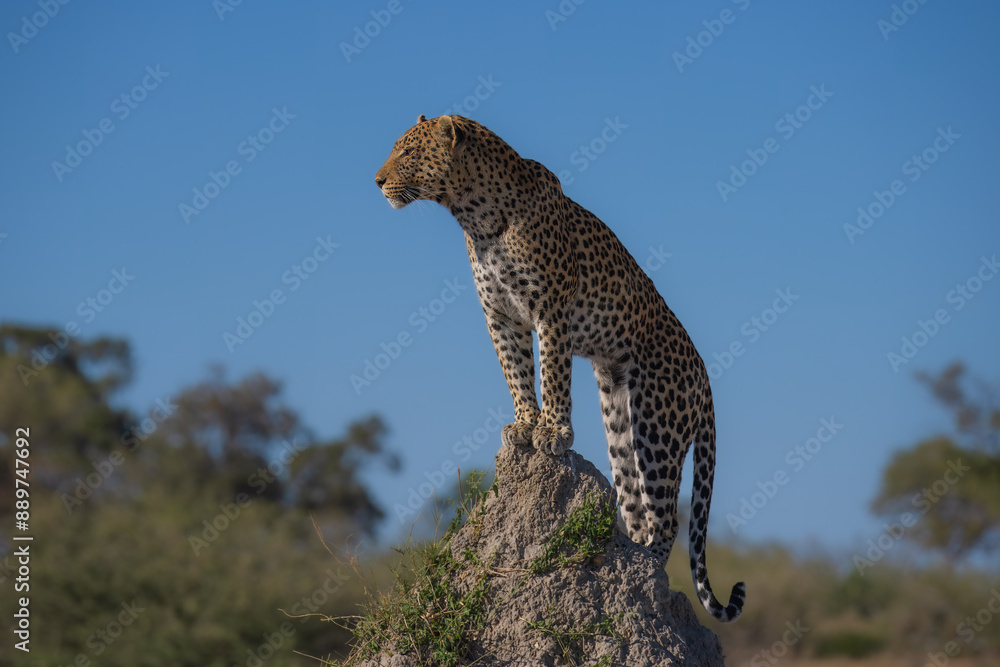 Obraz premium Africa wildlife. Panthera leopard, Panthera pardus, levhart, predator native Africa, Botswana. Wildlife, typical environment of leopard subspecies. On the rock. National park Moremi, Okavango, Kwai. 