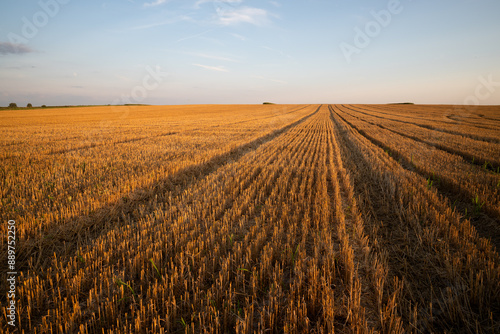 a harvested grain field, stubble, stubble field in the evening light with tracks photo