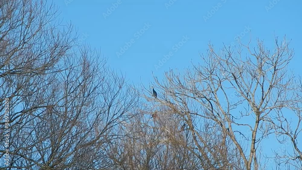 Birds Great cormorant, Phalacrocorax carbo on branches tree and blue sky on sunny winter day - slow motion. Topics: ornithology, season, nature, weather Birds Great cormorant, Phalacrocorax carbo on branches tree and blue sky on sunny winter day - slow motion. Topics: ornithology, season, nature, weather