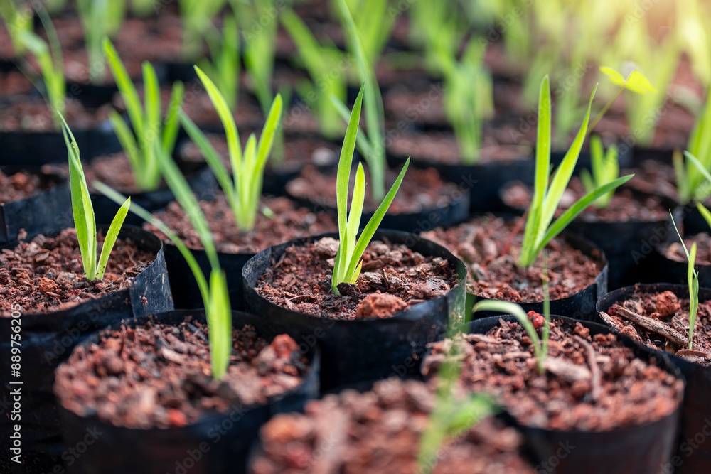 Iris domestica seedlings Iris domestica seedlings