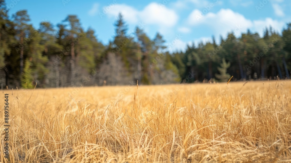 Golden wheat field with a forest backdrop. Perfect for nature, agriculture, or rural themed projects. Golden wheat field with a forest backdrop. Perfect for nature, agriculture, or rural themed projects.