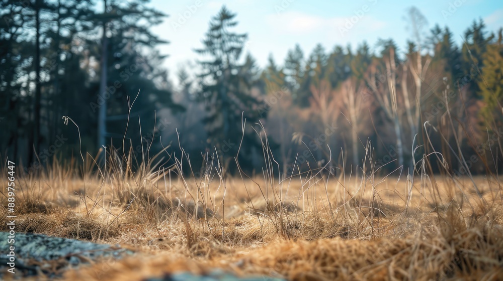 Dry grass field with blurred trees. A calming image that represents a sense of peace and tranquility. Dry grass field with blurred trees. A calming image that represents a sense of peace and tranquility.