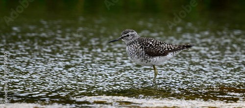 Bruchwasserläufer // Wood sandpiper (Tringa glareola) photo