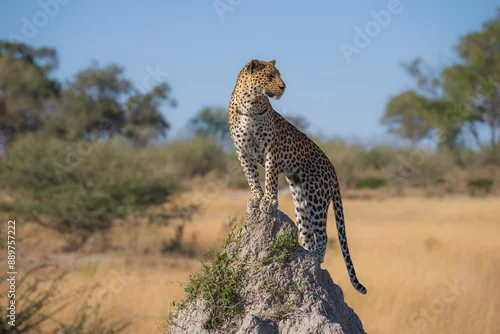 Obraz Africa wildlife. Panthera leopard, Panthera pardus, levhart, predator native Africa, Botswana. Wildlife, typical environment of leopard subspecies. On the rock. National park Moremi, Okavango, Kwai.
