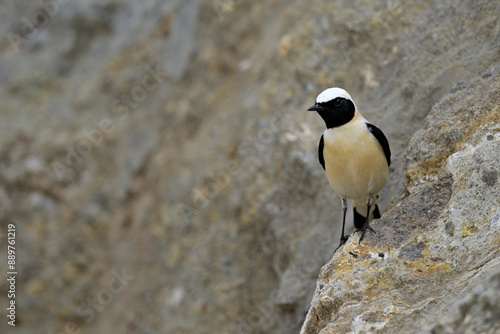 Balkansteinschmätzer // Eastern Black-eared Wheatear (Oenanthe melanoleuca) - Milos, Greece photo