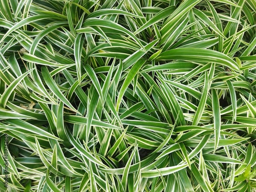 green grass background texture in green clolour and white stripe photo