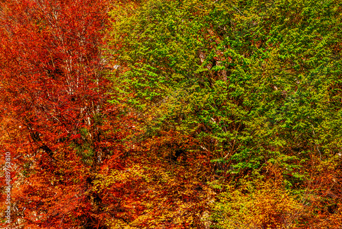 Hyrcanian Forests (Chenar Bon). The Hyrcanian forests are a zone of lush lowland and montane forests covering about 55,000 square kilometres near the shores of the Caspian Sea in Iran and Azerbaijan.  photo