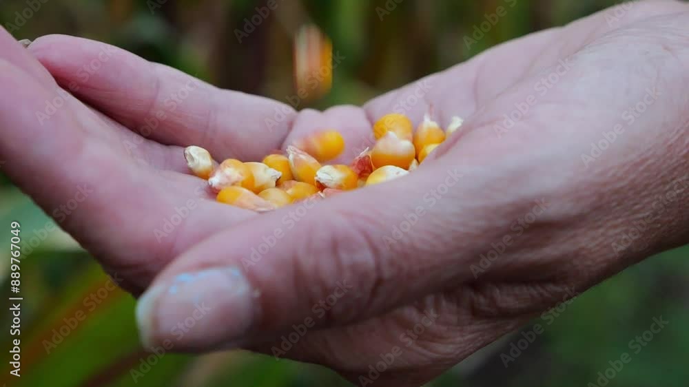 Female hand holding yellow corn grains against the background of green stalks at field. Arm of agronomist showing ripe maize harvest at meadow. Concept of agricultural business. Slow motion Female hand holding yellow corn grains against the background of green stalks at field. Arm of agronomist showing ripe maize harvest at meadow. Concept of agricultural business. Slow motion
