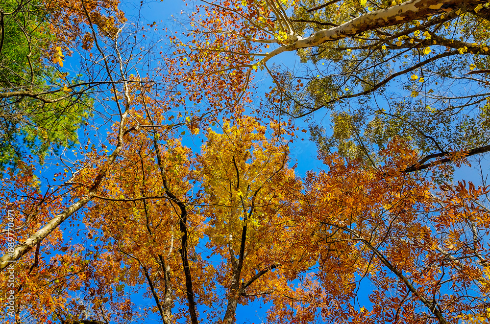 Low angle looking up at trees and fall foliage in Cades Cove at Great Smoky Mountains National Park in Tennessee Low angle looking up at trees and fall foliage in Cades Cove at Great Smoky Mountains National Park in Tennessee