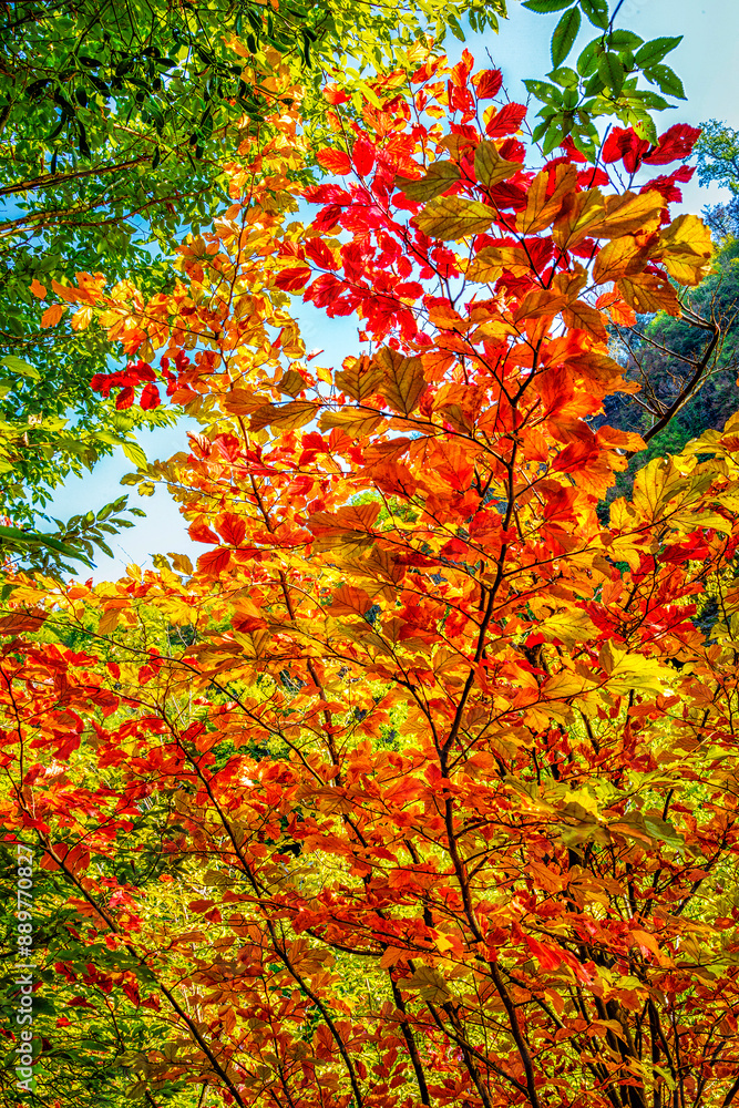 Hyrcanian Forests (Chenar Bon). The Hyrcanian forests are a zone of lush lowland and montane forests covering about 55,000 square kilometres near the shores of the Caspian Sea in Iran and Azerbaijan. Hyrcanian Forests (Chenar Bon). The Hyrcanian forests are a zone of lush lowland and montane forests covering about 55,000 square kilometres near the shores of the Caspian Sea in Iran and Azerbaijan.