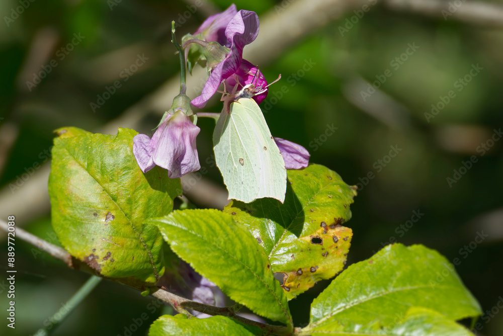 Common brimstone butterfly (Gonepteryx rhamni) sitting on a pink flower in Zurich, Switzerland Common brimstone butterfly (Gonepteryx rhamni) sitting on a pink flower in Zurich, Switzerland