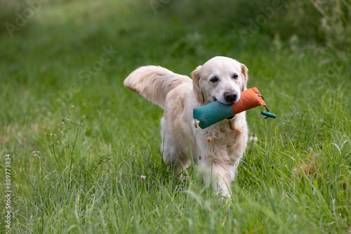 Golden Retriever with a dummy in its mouth