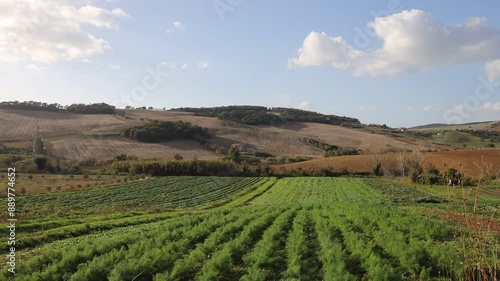 Wallpaper Mural Italian Countryside in November with Farmland Crops and Olive Trees Torontodigital.ca