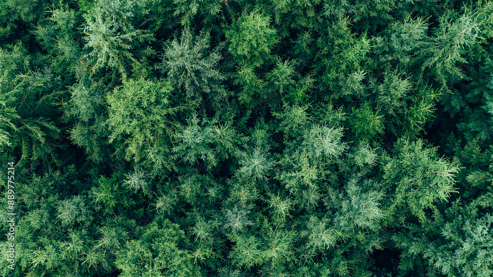 Aerial view of green pine forest and treetops Aerial view of green pine forest and treetops