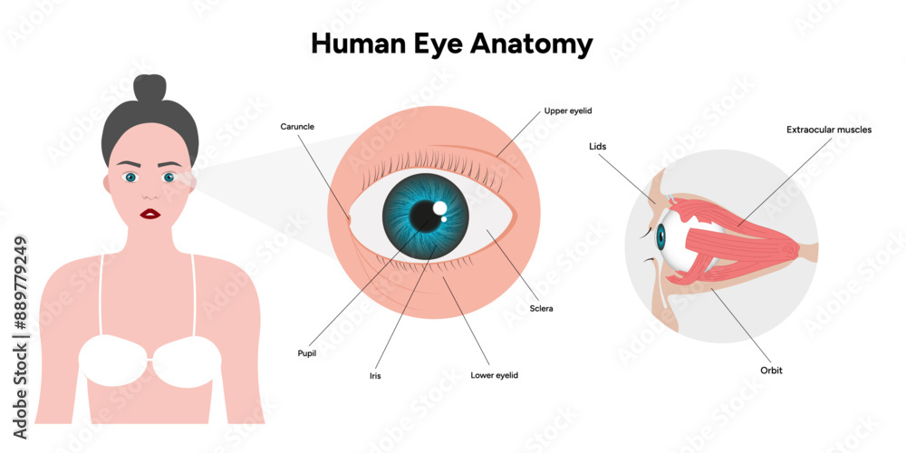 Fototapeta premium Human Eye Anatomy, medical diagram, Structure of human eye