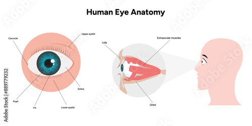 Human Eye Anatomy, medical diagram, Structure of human eye