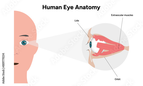 Human Eye Anatomy, medical diagram, Structure of human eye