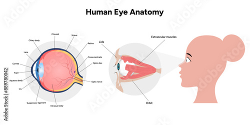 Human Eye Anatomy, medical diagram, Structure of human eye